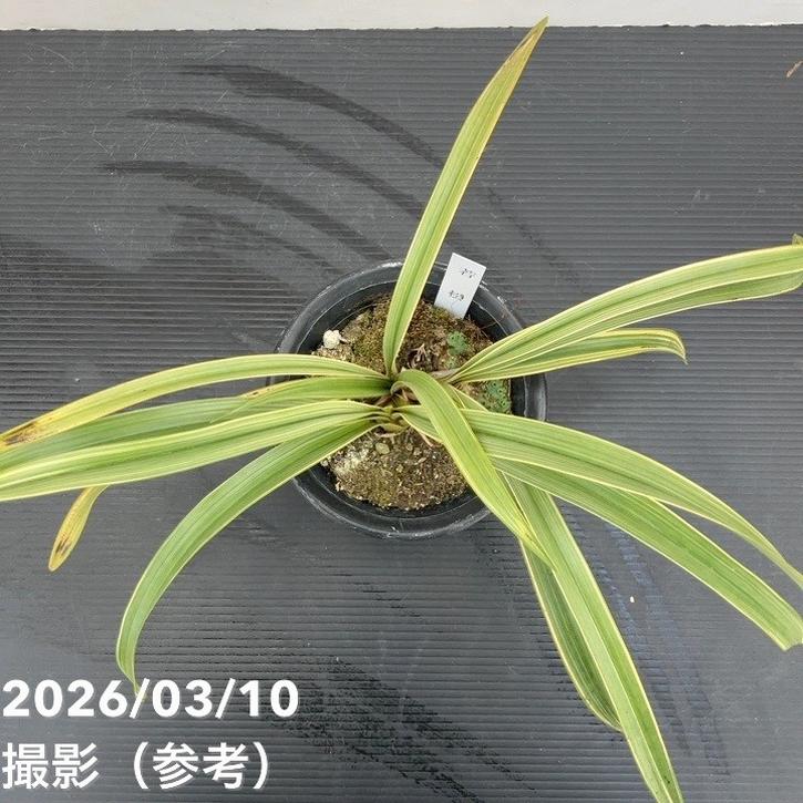 花芽2個＞キンリョウヘン 4号（若松）｜ミツバチ蘭｜洋蘭10-TU | 草花