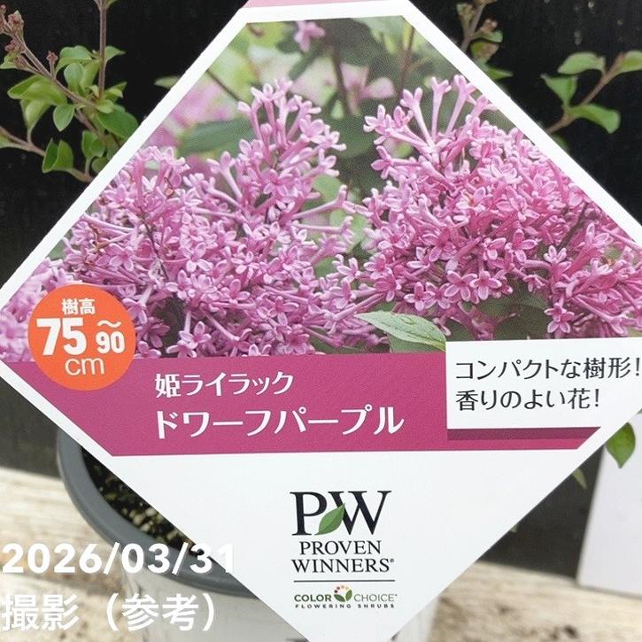 PW 姫ライラック ドワーフパープル 5号｜花木04-PA | 花木・庭木