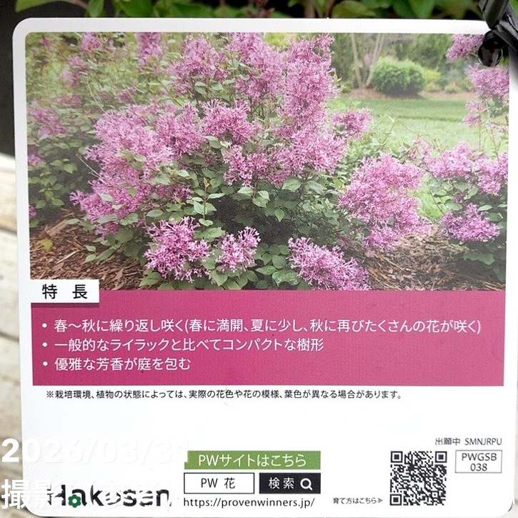 PW 姫ライラック ドワーフパープル 5号｜花木04-PA | 花木・庭木