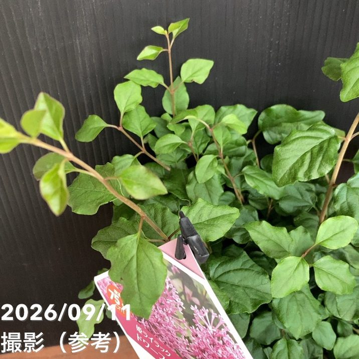 PW 姫ライラック ドワーフパープル 5号｜花木04-PA | 花木・庭木