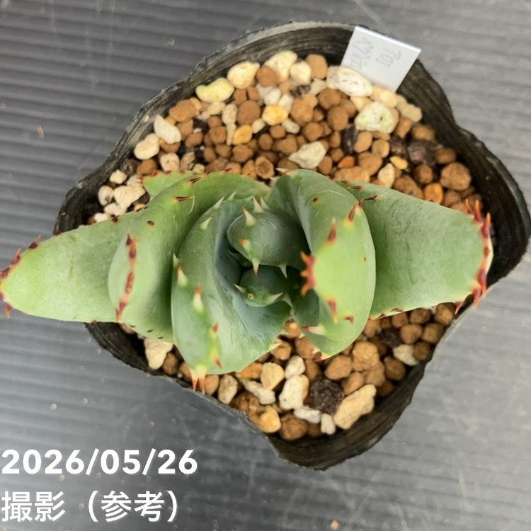 アロエ ペグレラエ 3号｜観葉10-TU | 観葉・多肉 | 赤塚植物園