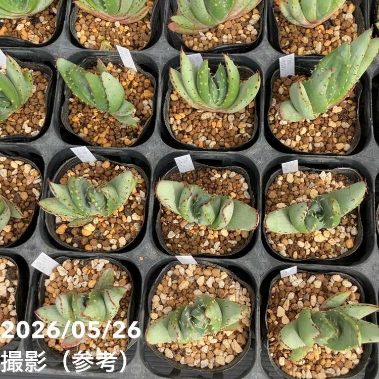 アロエ ペグレラエ 3号｜観葉10-TU | 観葉・多肉 | 赤塚植物園