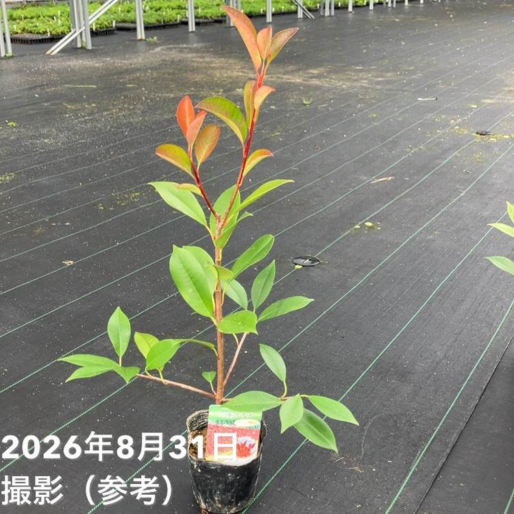 <充実剪定苗>三重カナメ 3.5号 20鉢セット|花木01-D1