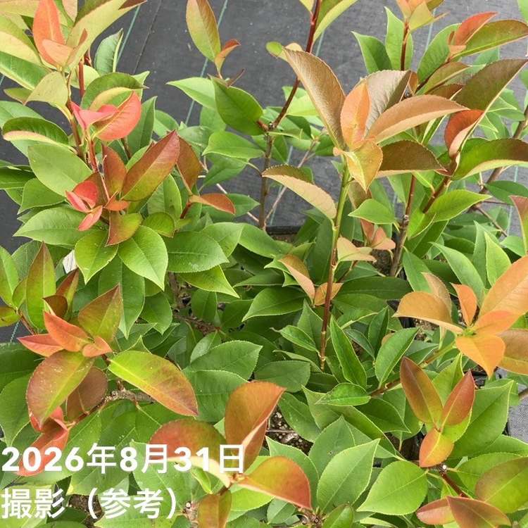 <充実剪定苗>三重カナメ 3.5号 20鉢セット|花木01-D1