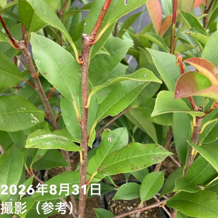<充実剪定苗>三重カナメ 3.5号 20鉢セット|花木01-D1