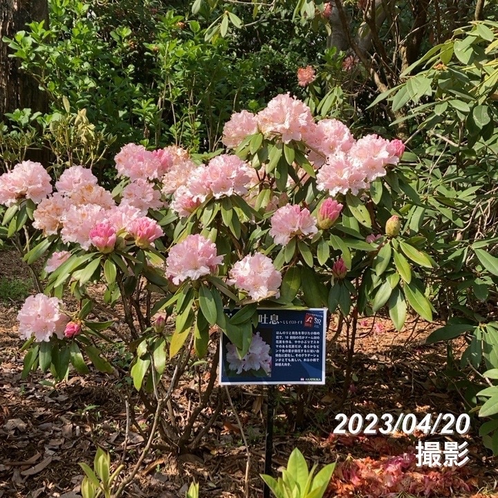 シャクナゲ スーパーローディー 3.5号 桃色吐息（モモイロトイキ