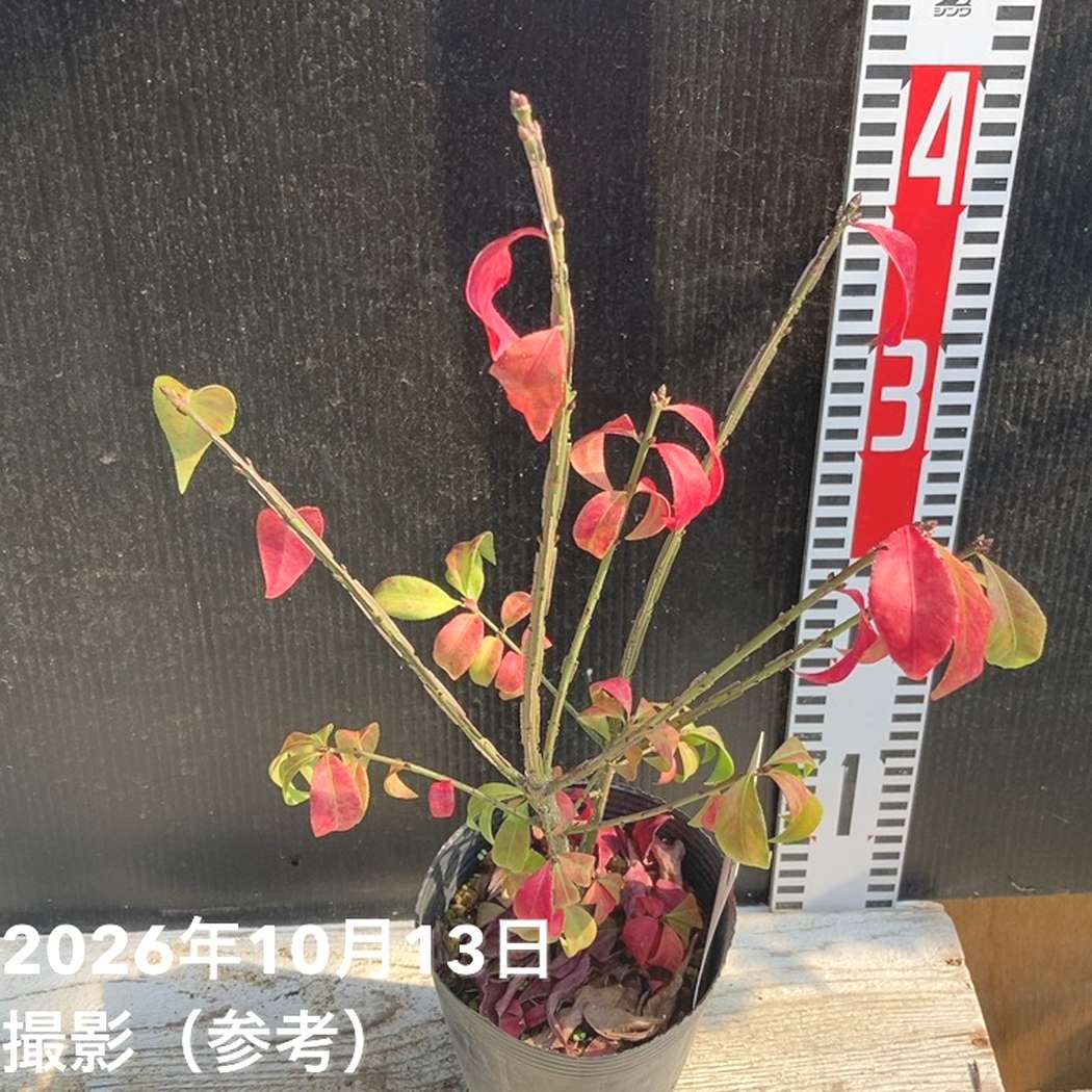 ニシキギ コンパクタ 4号｜花木04-PA | □キーワードから探す,紅葉