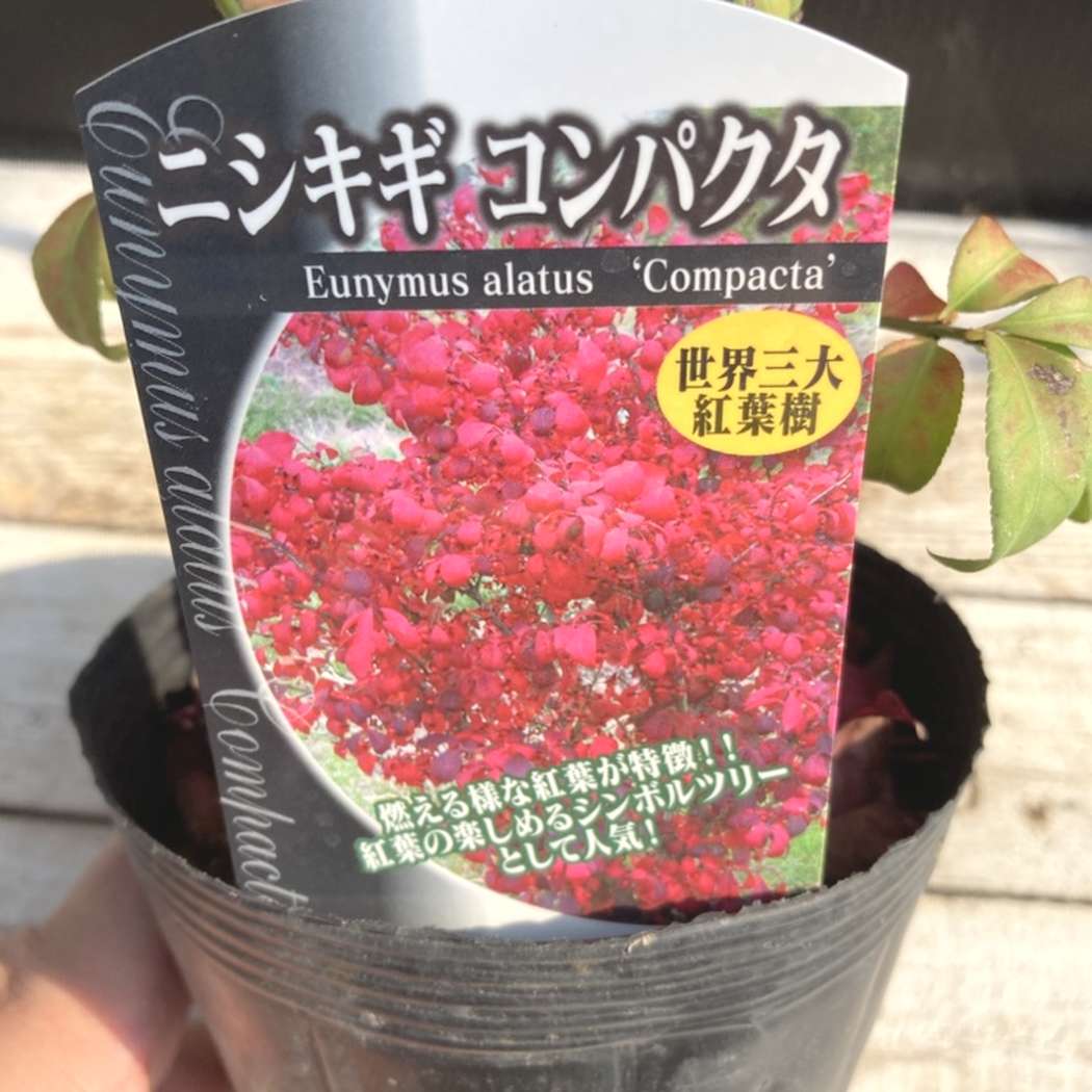 ニシキギ コンパクタ 4号｜花木04-PA | □キーワードから探す,紅葉