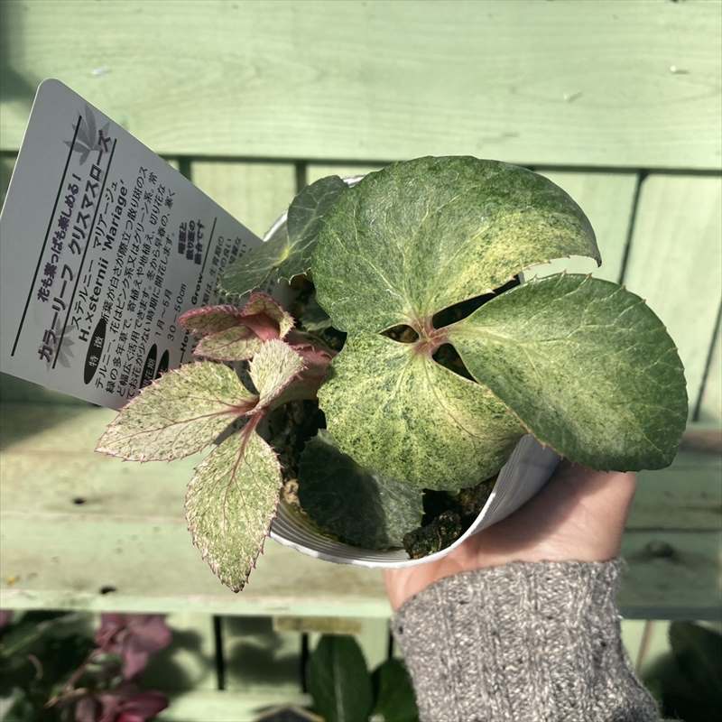 カラーリーフクリスマスローズ 3.5号 マリアージュ 松村ナーセリー