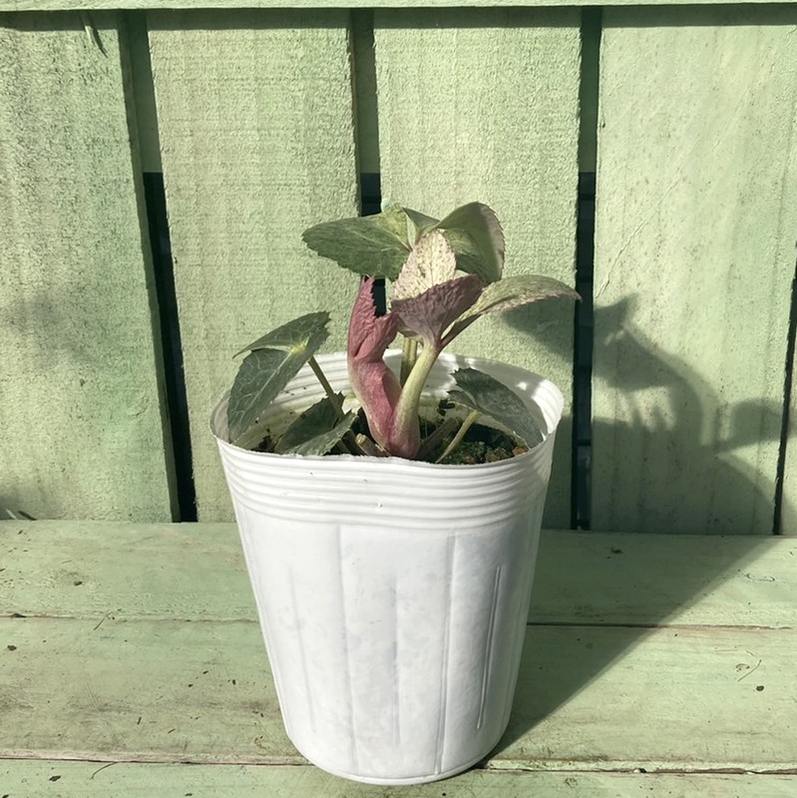 カラーリーフクリスマスローズ 3.5号 マリアージュ 松村ナーセリー