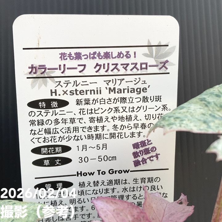カラーリーフクリスマスローズ 3.5号 マリアージュ 松村ナーセリー