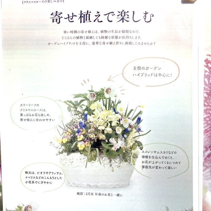 カラーリーフクリスマスローズ 3.5号 マリアージュ 松村ナーセリー