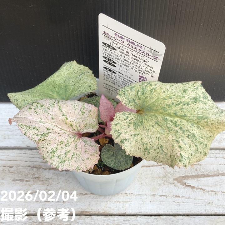 カラーリーフクリスマスローズ 3.5号 マリアージュ 松村ナーセリー