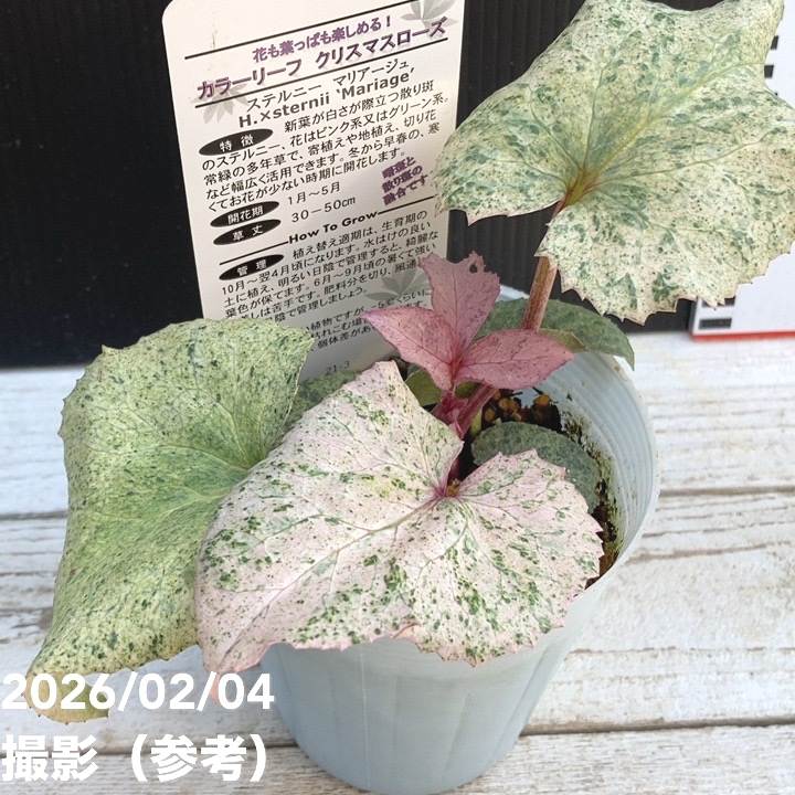 カラーリーフクリスマスローズ 3.5号 マリアージュ 松村ナーセリー