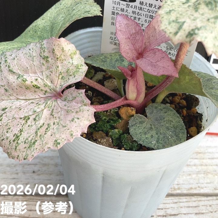 カラーリーフクリスマスローズ 3.5号 マリアージュ 松村ナーセリー