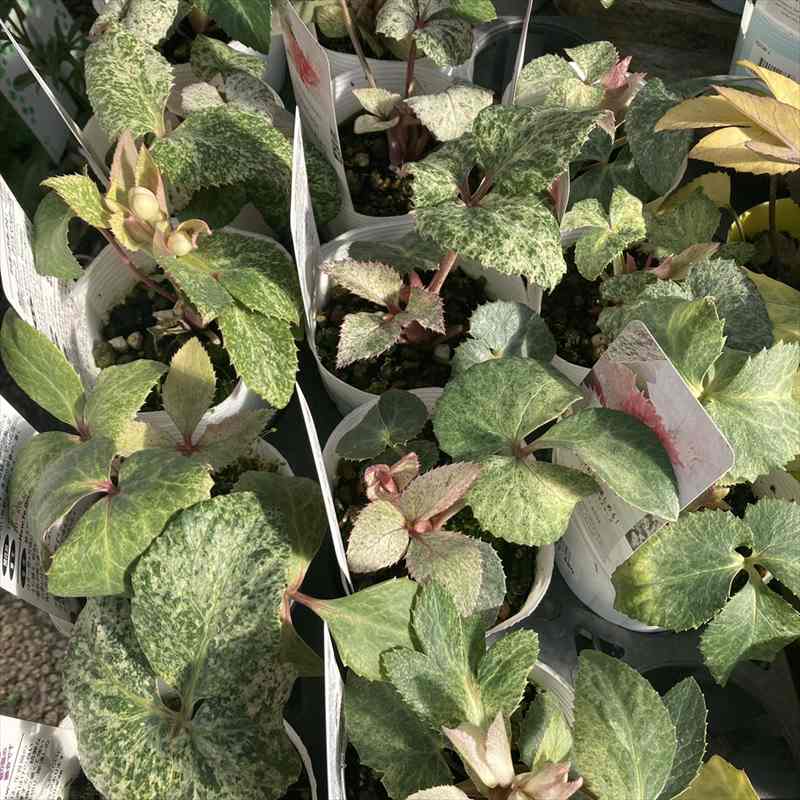 カラーリーフクリスマスローズ 3.5号 マリアージュ 松村ナーセリー