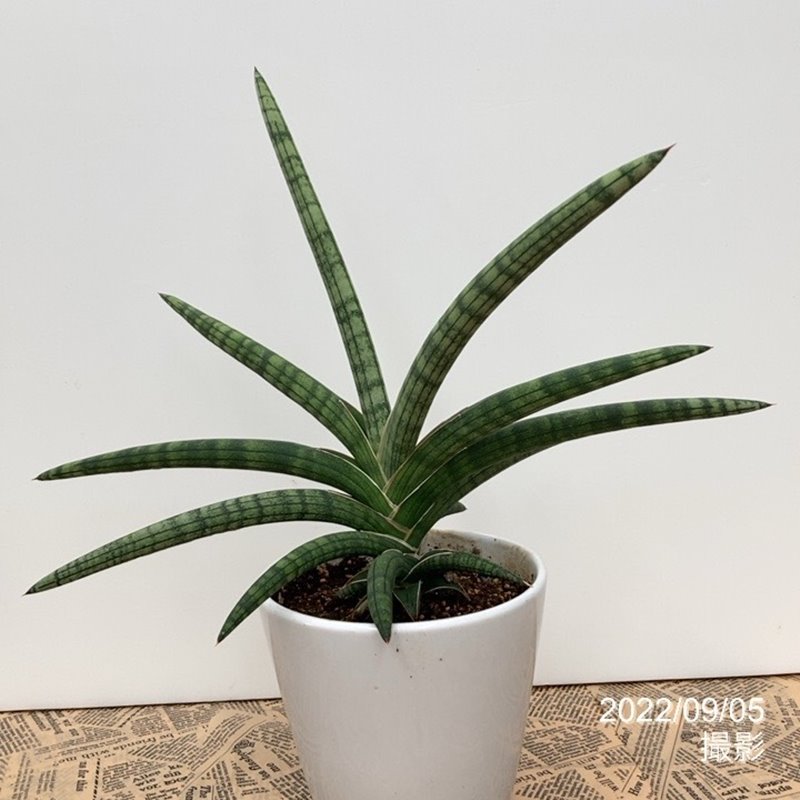 一点物 個性派 サンスベリア 5号 ベラ 白陶器鉢 写真の商品が届きます 赤塚植物園自社農場 サンスベリア サンセベリア 赤塚植物園オンライン 花の音