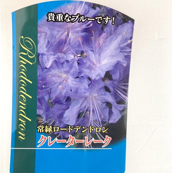 ブルーツツジ 常緑ロードデンドロン クレーターレーク 4 5号 花木 庭木 サツキ ツツジ 赤塚植物園オンライン 花の音