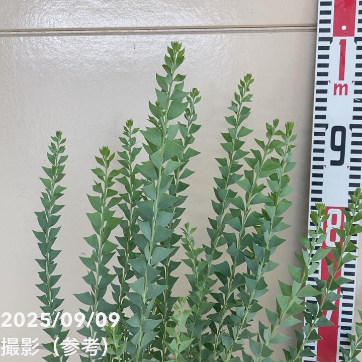 三角葉アカシア 5号｜花木04-PA | 花木・庭木,[記念樹・シンボル