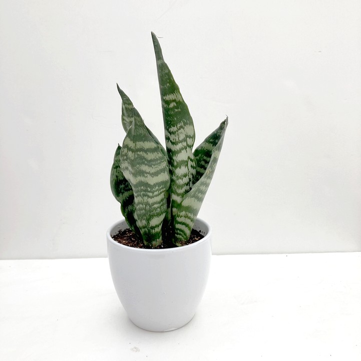 期間限定10％OFF！】サンスベリア 4号 グリーンコーラル 白陶器鉢仕様
