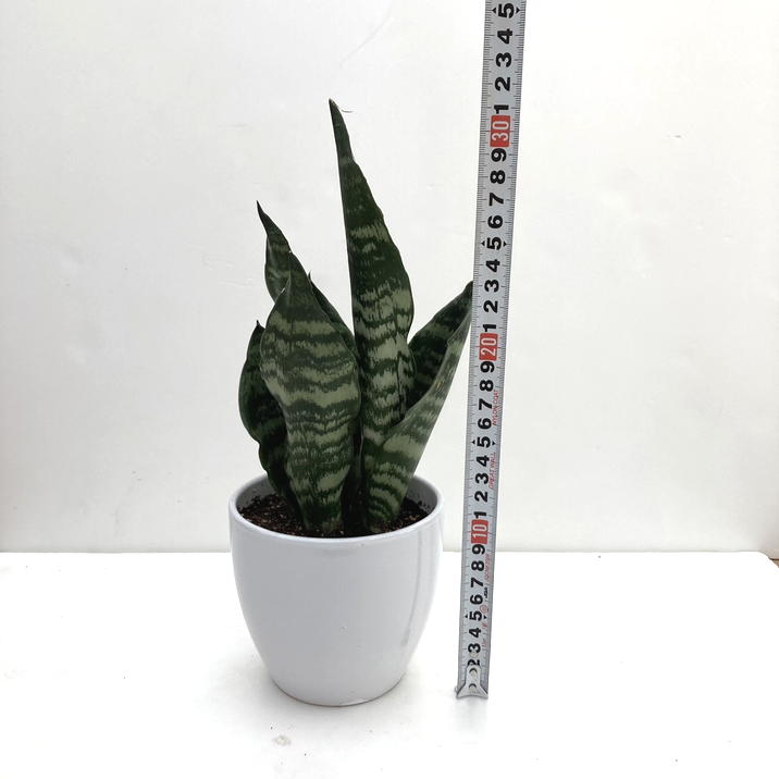 サンスベリア 4号 グリーンコーラル 白陶器鉢仕様｜観葉02-D2 | 観葉