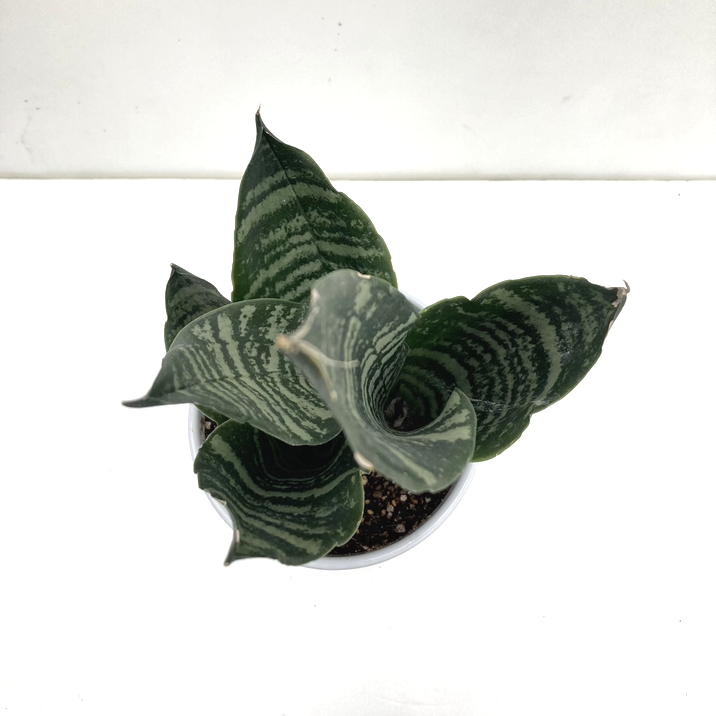 サンスベリア 4号 グリーンコーラル 白陶器鉢仕様｜観葉02-D2 | 観葉  