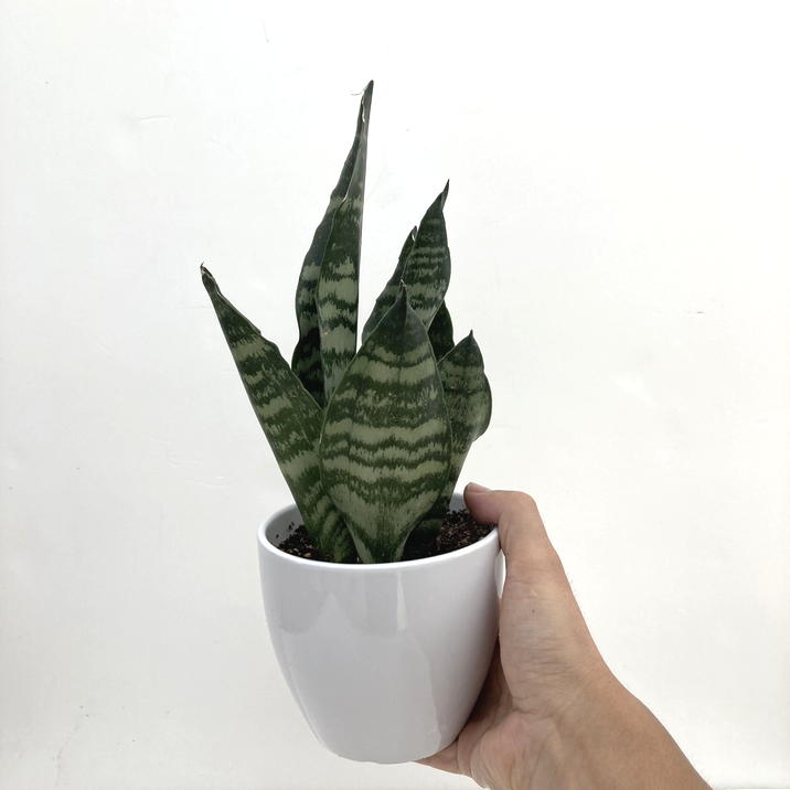 期間限定10％OFF！】サンスベリア 4号 グリーンコーラル 白陶器鉢仕様