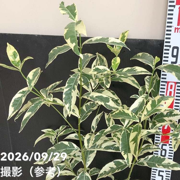斑入りクチナシ 6号｜花木04-PA | 花木・庭木,[珍しい花木・庭木