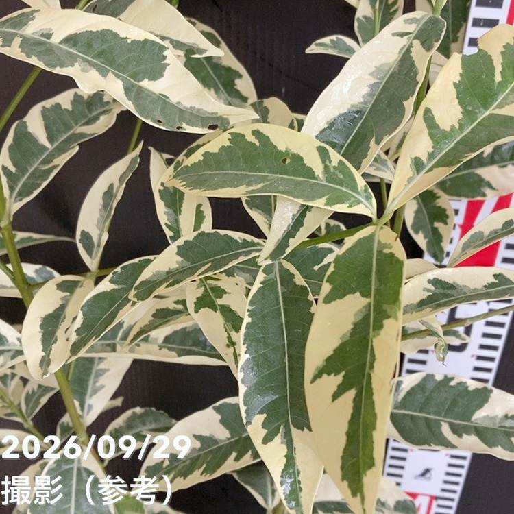 斑入りクチナシ 6号｜花木04-PA | 花木・庭木,[珍しい花木・庭木
