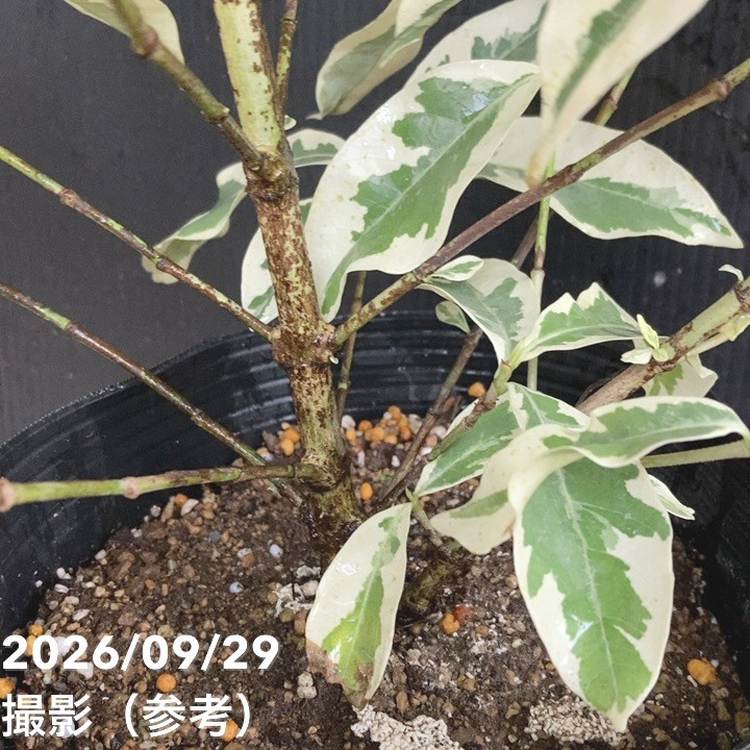 斑入りクチナシ 6号｜花木04-PA | 花木・庭木,[珍しい花木・庭木