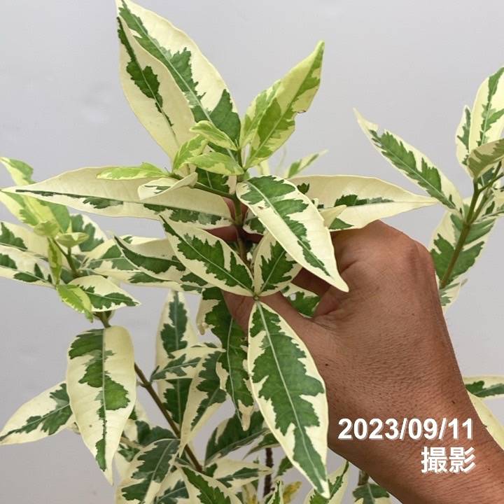 斑入りクチナシ 金峰 6号｜花木10-TU | 花木・庭木,[珍しい花木・庭木