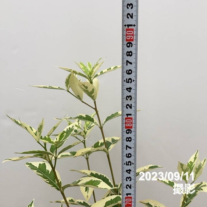 斑入りクチナシ 金峰 6号｜花木10-TU | 花木・庭木,[珍しい花木・庭木