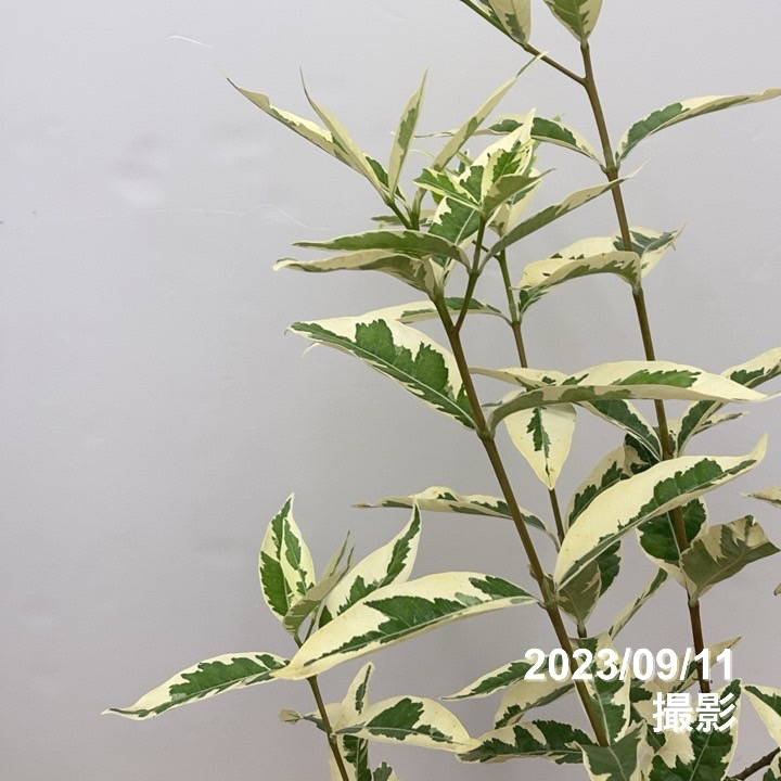 斑入りクチナシ 金峰 6号｜花木10-TU | 花木・庭木,[珍しい花木・庭木