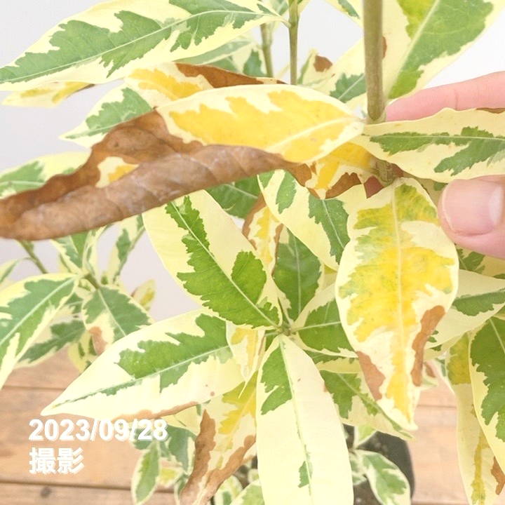 斑入りクチナシ 金峰 6号｜花木10-TU | 花木・庭木,[珍しい花木・庭木