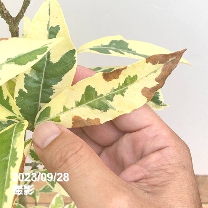 決算P5倍！10%OFF！8/2まで】斑入りクチナシ 金峰 6号｜花木10-TU
