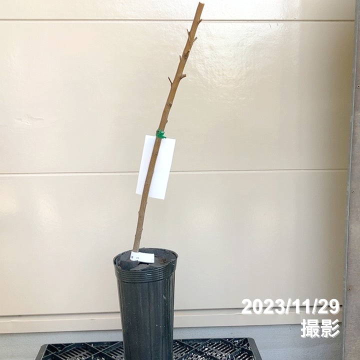 桃 大紅ばんとう（蟠桃）4号ロングポット｜果樹04-PA | 果樹,モモ