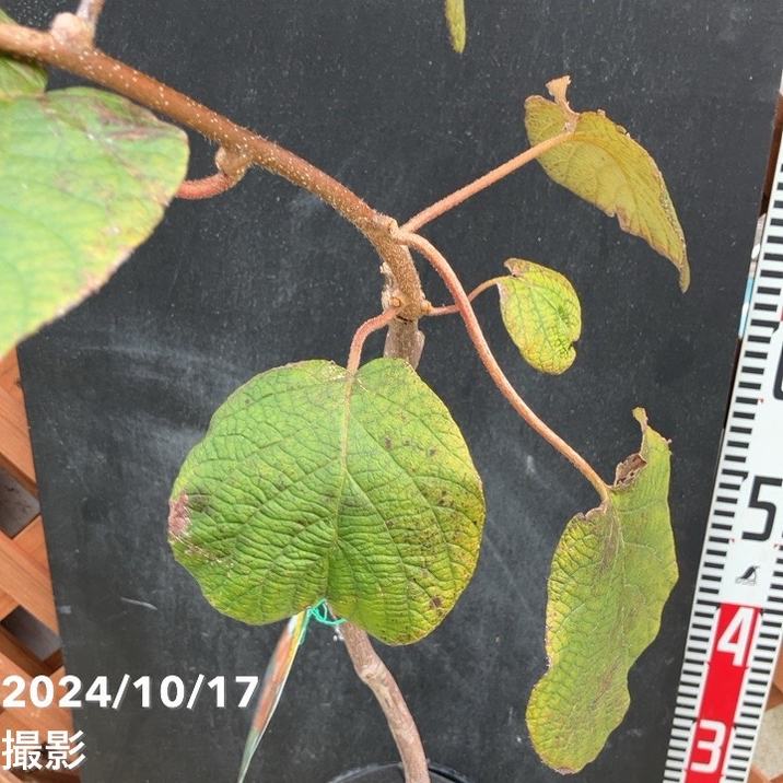 キウイフルーツ ヘイワード 雌木 5号ロングポット｜果樹04-PA | 果樹