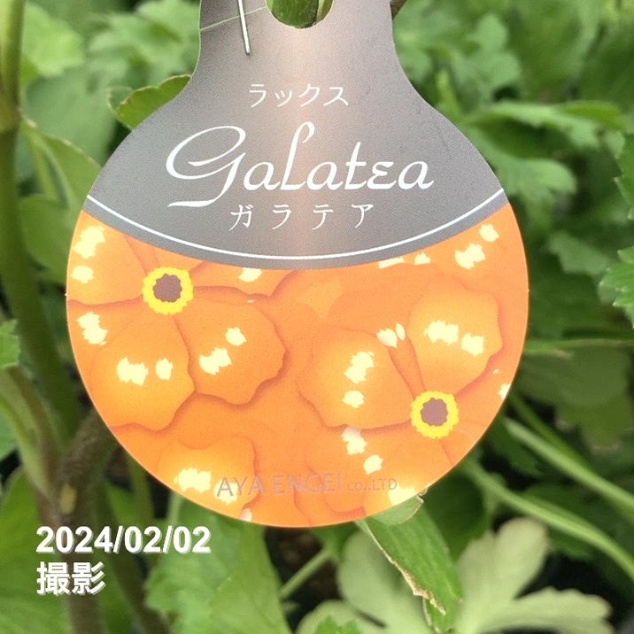 ラナンキュラス ラックスシリーズ 3.5～4号 ガラテア｜草花04-PA