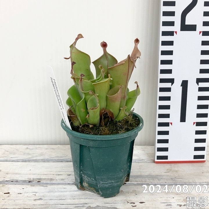 Heliamphora 2.5号 - 食虫植物 メシガイソウ heterodoxsa x minor