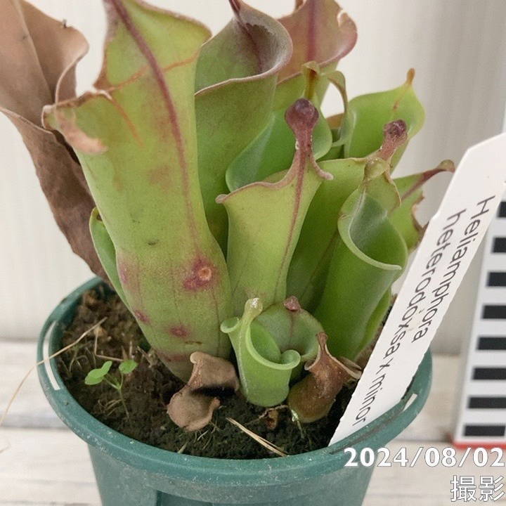 その他観葉植物 Heliamphora macdonaldae Yahoo!オークション - 食虫植物 Heliamphora macdonaldae