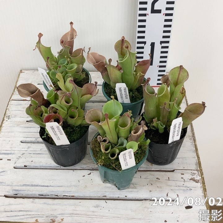 食虫植物 メシガイソウ Heliamphora heterodoxsa x minor 2.5号｜観葉