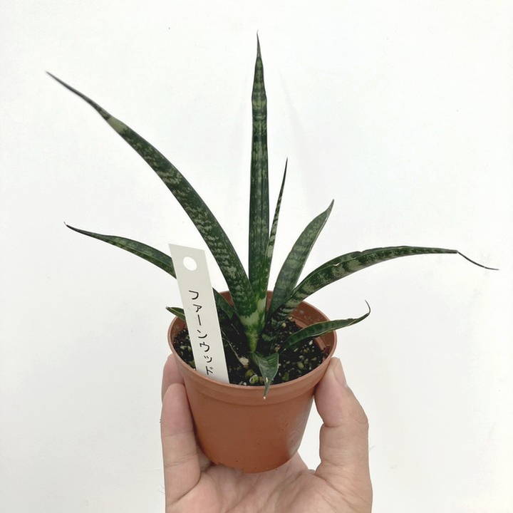 サンスベリア 2.5号 ファーンウッド（ミカド） 2鉢セット｜観葉02-D2