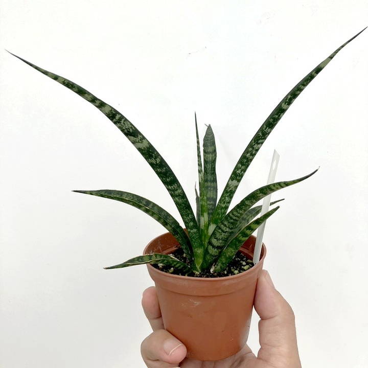 期間限定10％OFF！】サンスベリア 2.5号 ファーンウッド（ミカド） 2鉢