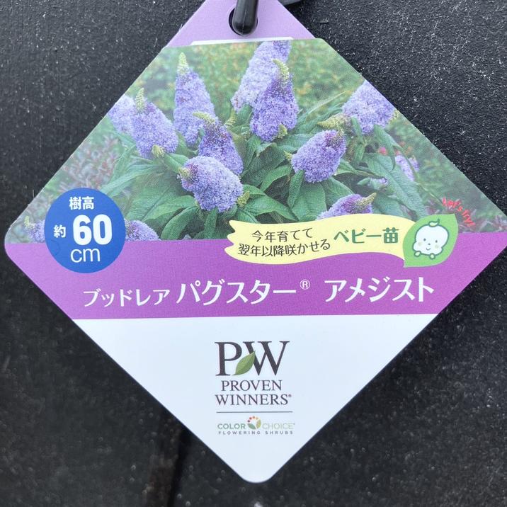 PW ブッドレア パグスター アメジスト 11cmロングポット｜花木04-PA