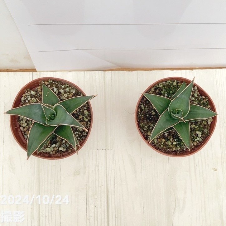 アグラオネマ、サンスベリア2鉢価格 なぁ アグラオネマ、サンスベリア2