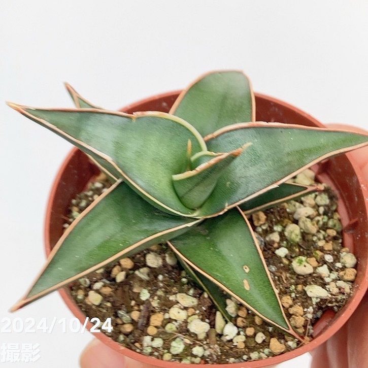 ☆S-23 稀少 サンスベリア rudaru ルダル 鉢ごとメルカリ発送 大セール中！3鉢価格！サンセベリア サンスベリア 複数株植え 7号鉢 苗