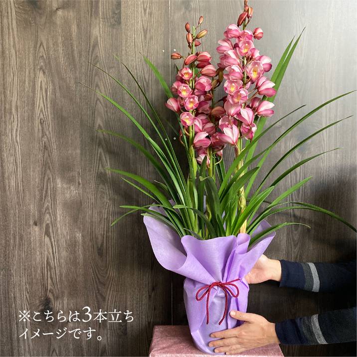 シンビジューム ピンク系 6号 5本立 ギフト仕様｜洋蘭04-PA | ギフト