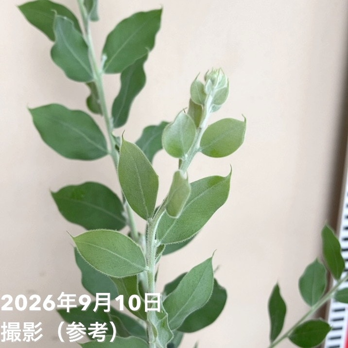 パールアカシア(アカシア・ポダリリーフォリア)6号|花木04-PA