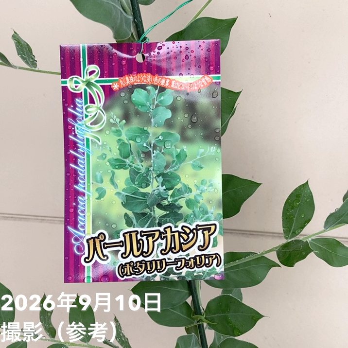 パールアカシア（アカシア・ポダリリーフォリア）6号｜花木04-PA