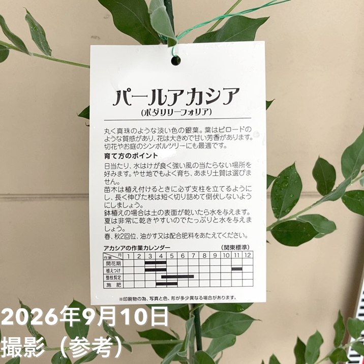 パールアカシア(アカシア・ポダリリーフォリア)6号|花木04-PA